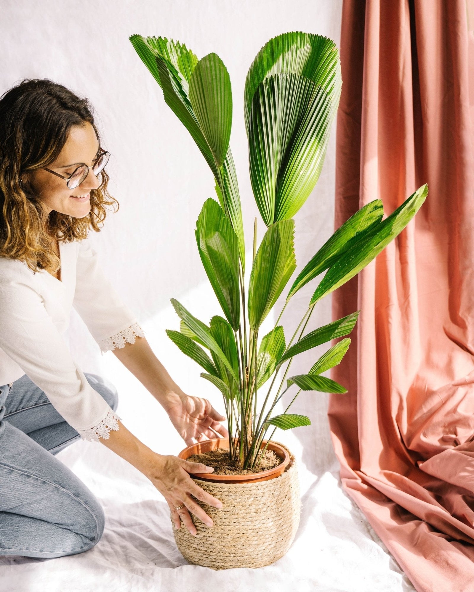 Entretien - Palmier Licuala Grandis: Guide pratique - La Green Touch