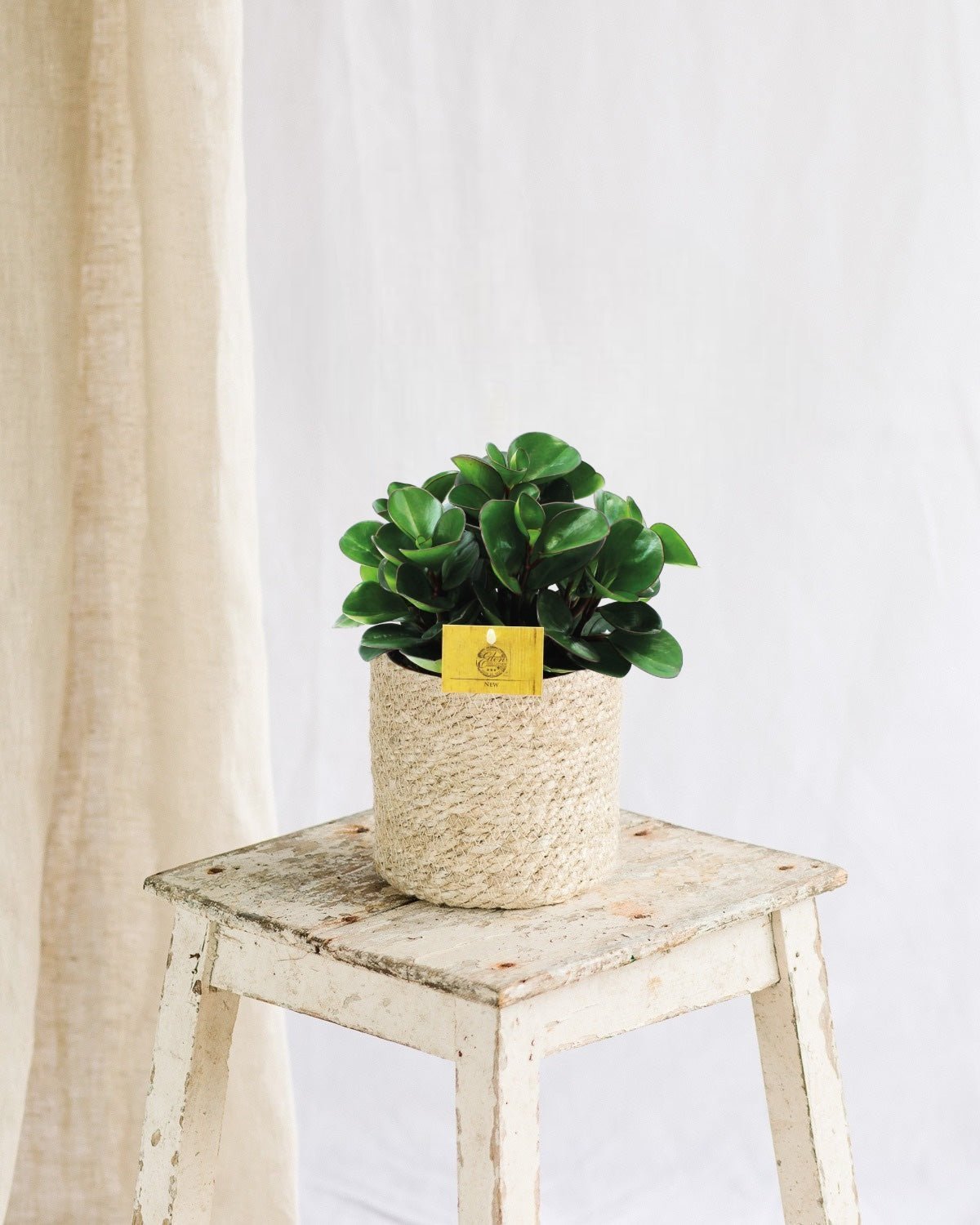 Entretien - Peperomia Burning Bush: Guide pratique - La Green Touch