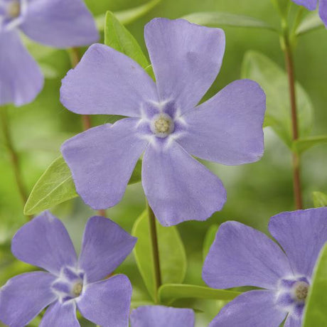 Entretien - Petite Pervenche (Vinca minor) : Guide pratique - La Green Touch
