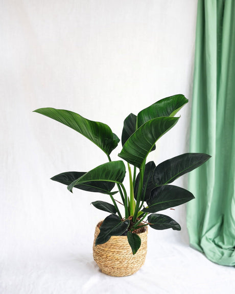 Entretien - Philodendron Congo: Guide pratique - La Green Touch