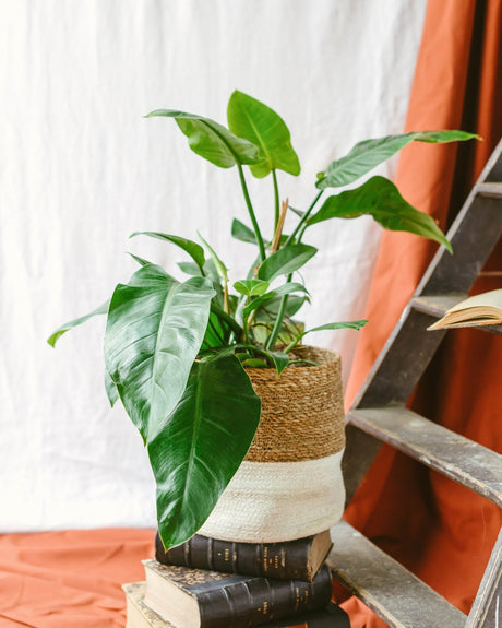 Entretien - Philodendron Green Imperial Beauty: Guide pratique - La Green Touch