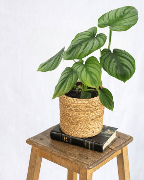 Entretien - Philodendron Mamei: Guide pratique - La Green Touch