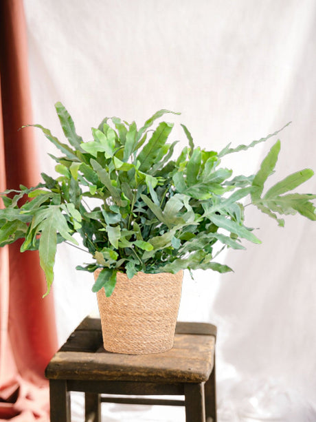 Entretien - Phlebodium Aureum 'Blue Star: Guide pratique) - La Green Touch