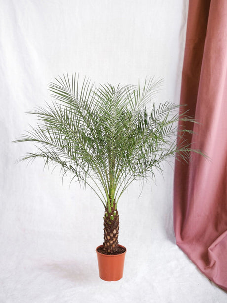 Entretien - Phoenix Roebelenii: Guide pratique - La Green Touch