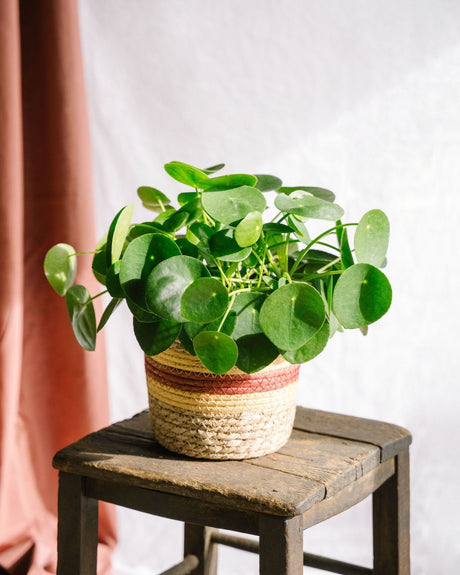 Entretien - Pilea Peperomioides: Guide pratique - La Green Touch