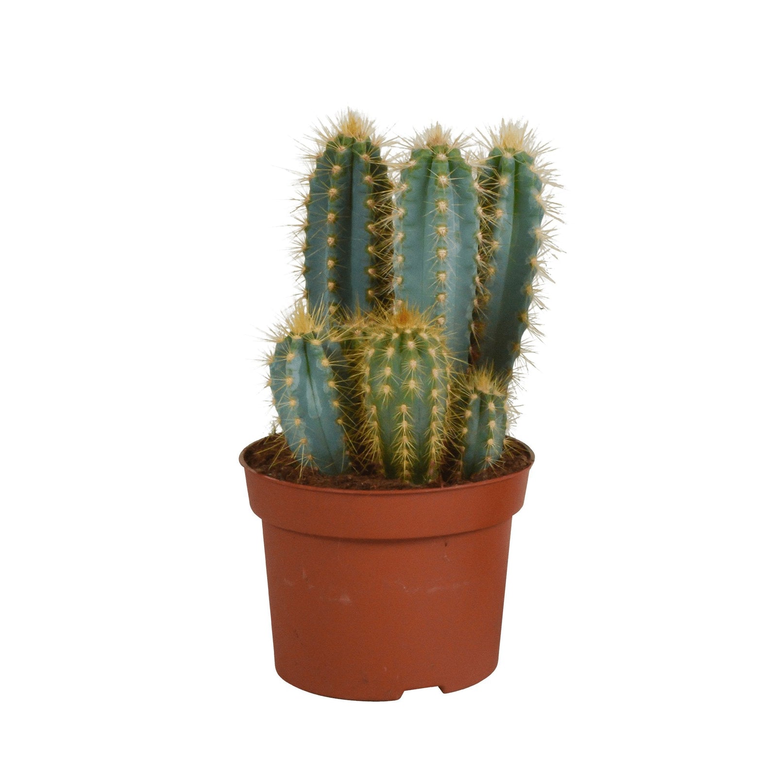 Entretien - Pilosocereus Azureus: Guide pratique - La Green Touch