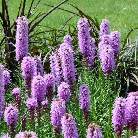 Entretien - Plume Du Kansas (Liatris spicata) : Guide pratique - La Green Touch