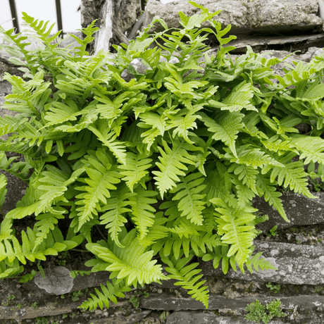 Entretien - Polypode Fougère (Polypodium vulgare) : Guide pratique - La Green Touch