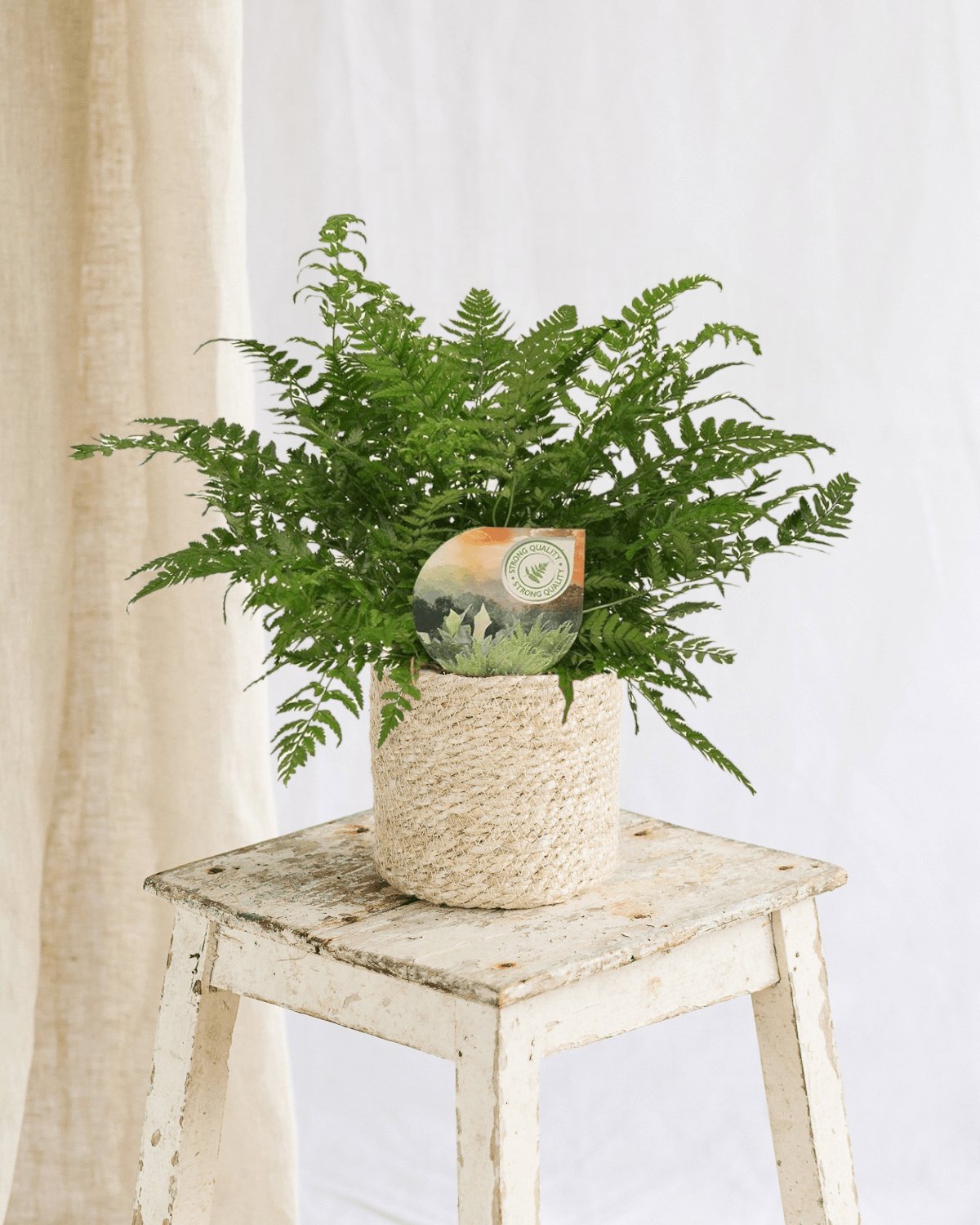 Entretien Polystichum Tsussimense - La Green Touch