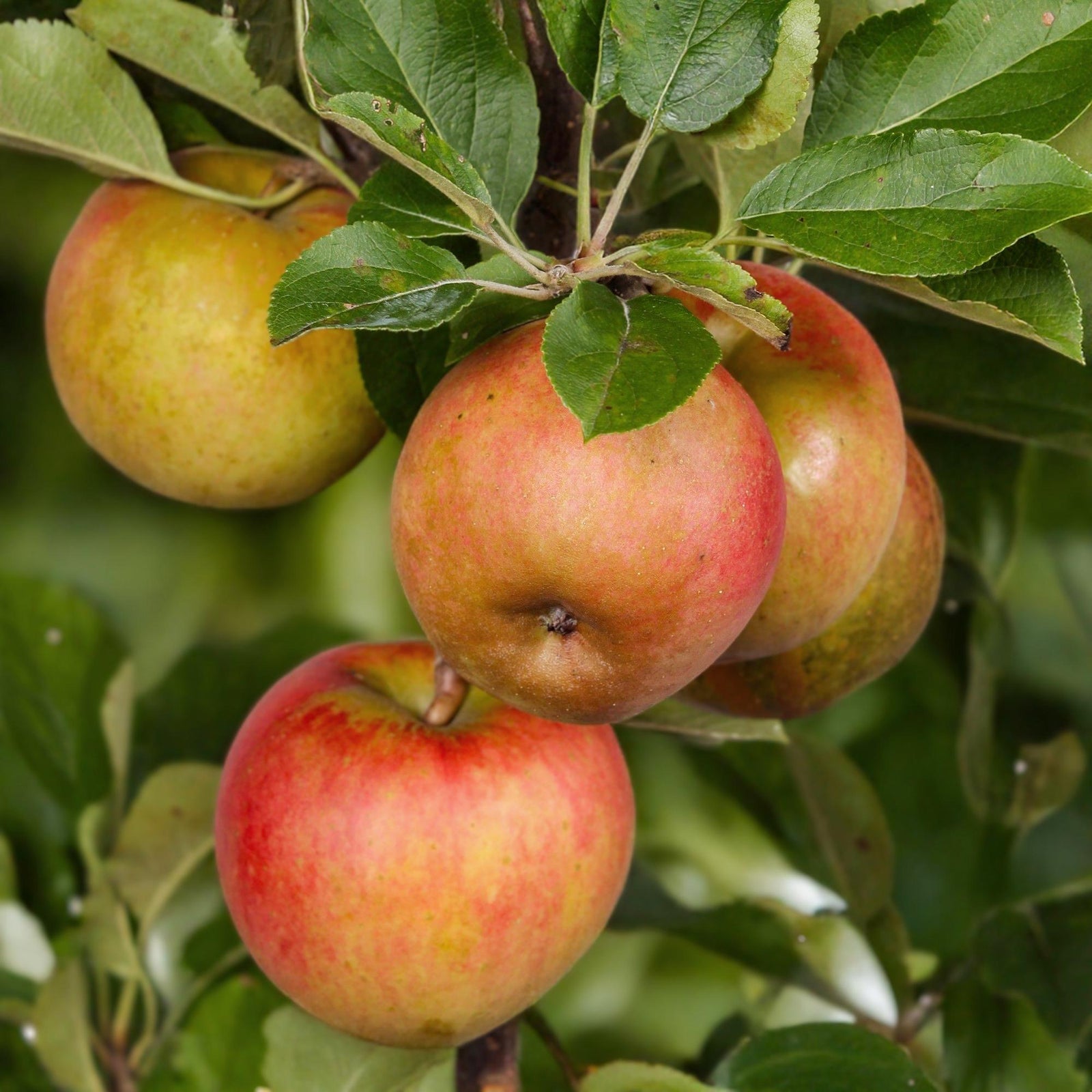 Entretien - Pommier (Malus domestica) : Guide pratique - La Green Touch