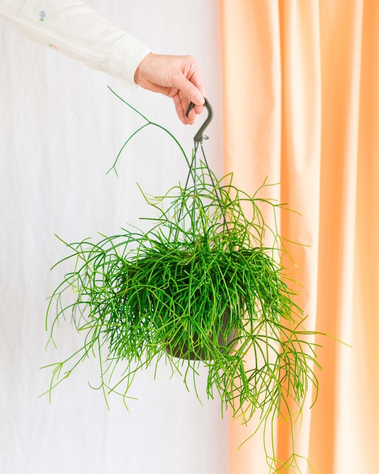 Entretien - Rhipsalis Pulchra: Guide pratique - La Green Touch