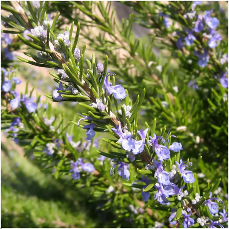 Entretien - Romarin (Rosmarinus officinalis) : Guide pratique - La Green Touch