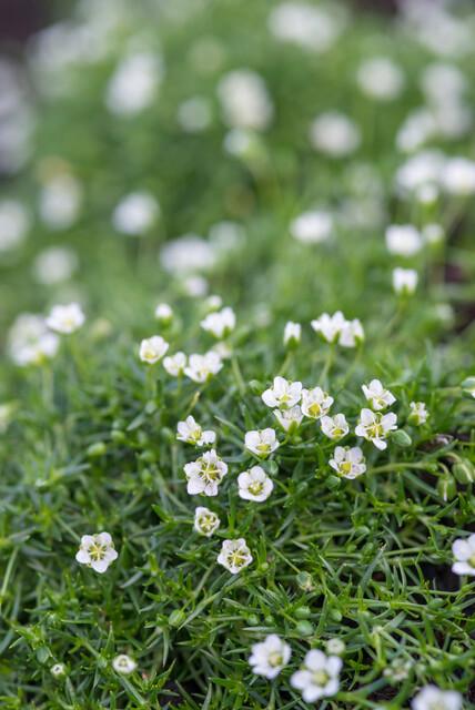 Entretien - Sagine Subulée (Sagina subulata) : Guide pratique - La Green Touch