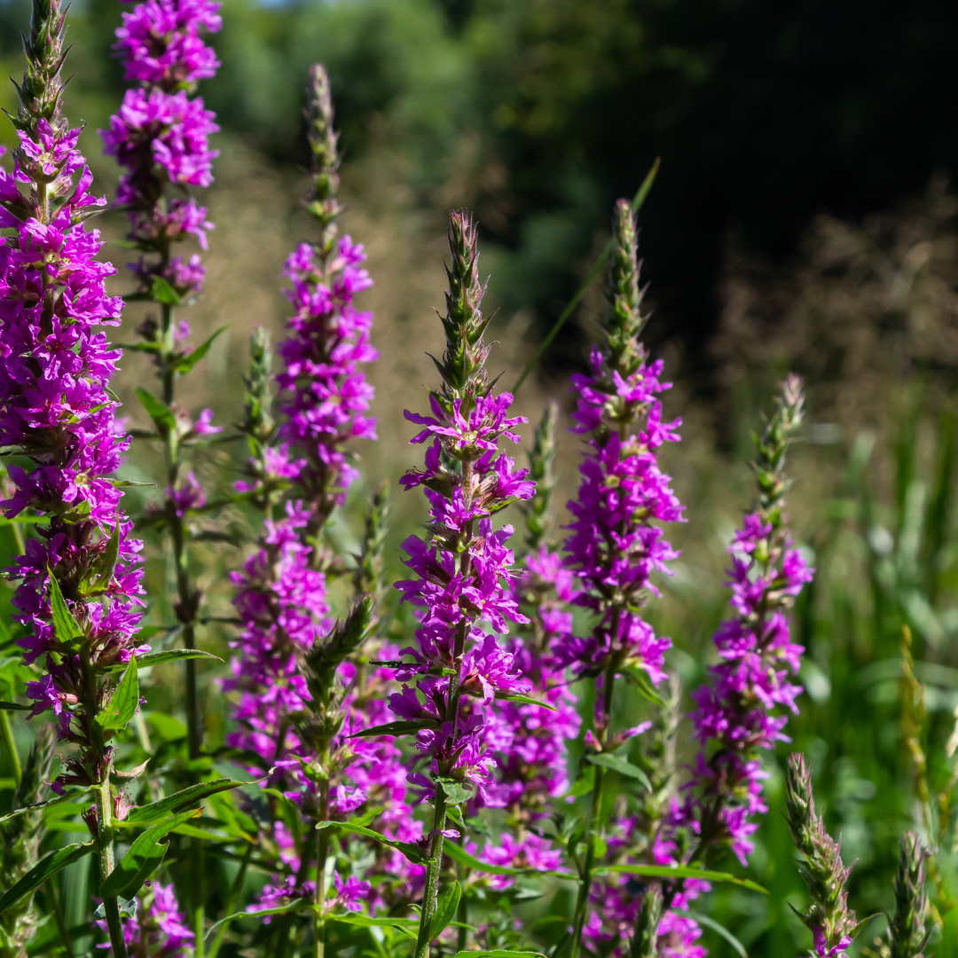 Entretien - Salicaire Commune (Lythrum salicaria) : Guide pratique - La Green Touch