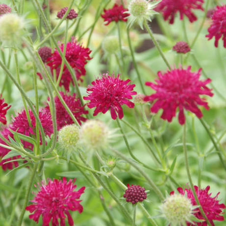 Entretien - Scabieuse De Macédoine (Knautia macedonica) : Guide pratique - La Green Touch