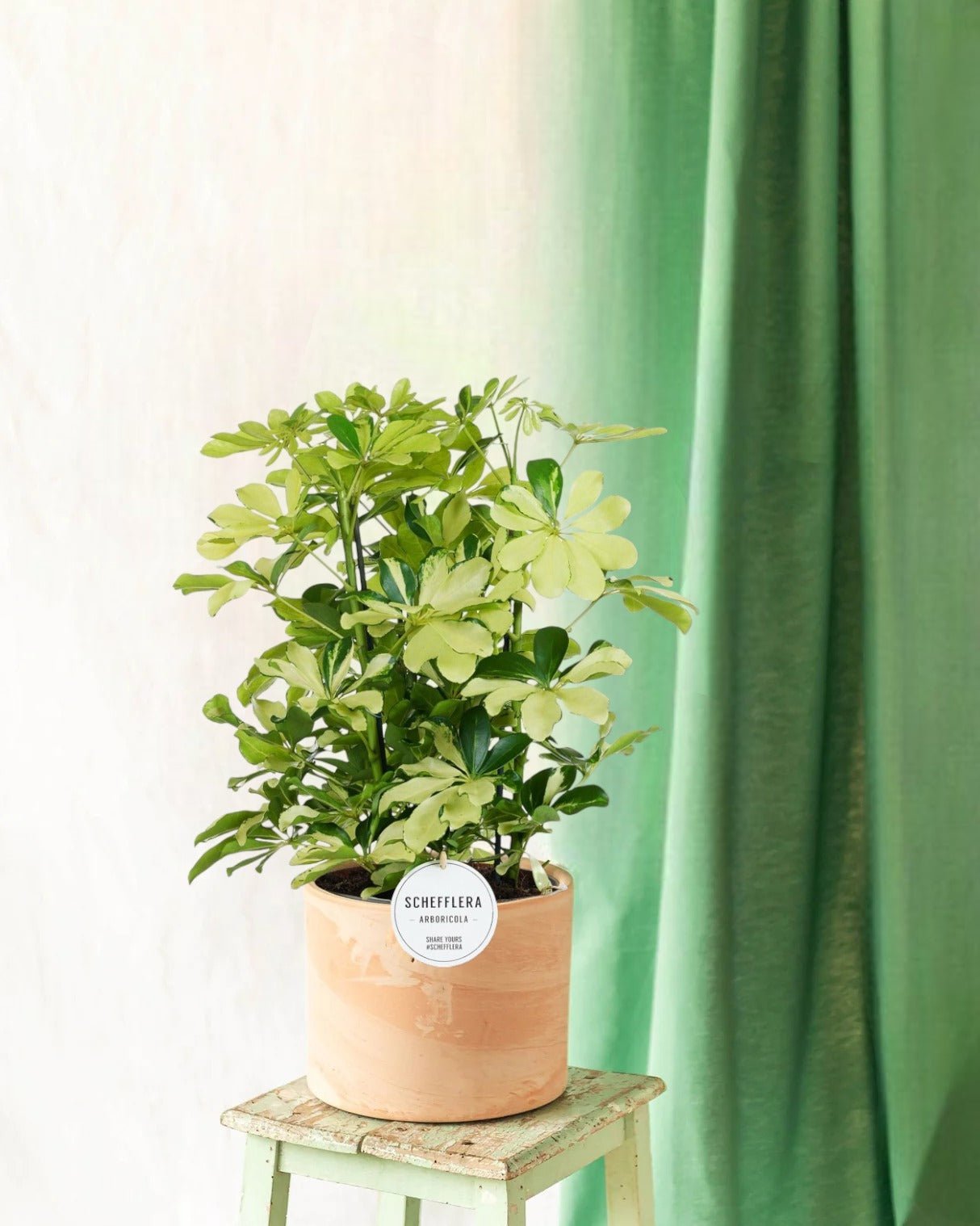 Entretien - Schefflera Melanie: Guide pratique - La Green Touch
