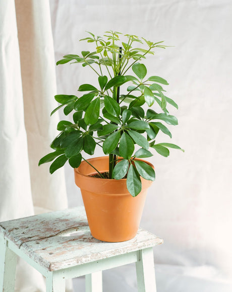 Entretien - Schefflera Nora: Guide pratique - La Green Touch