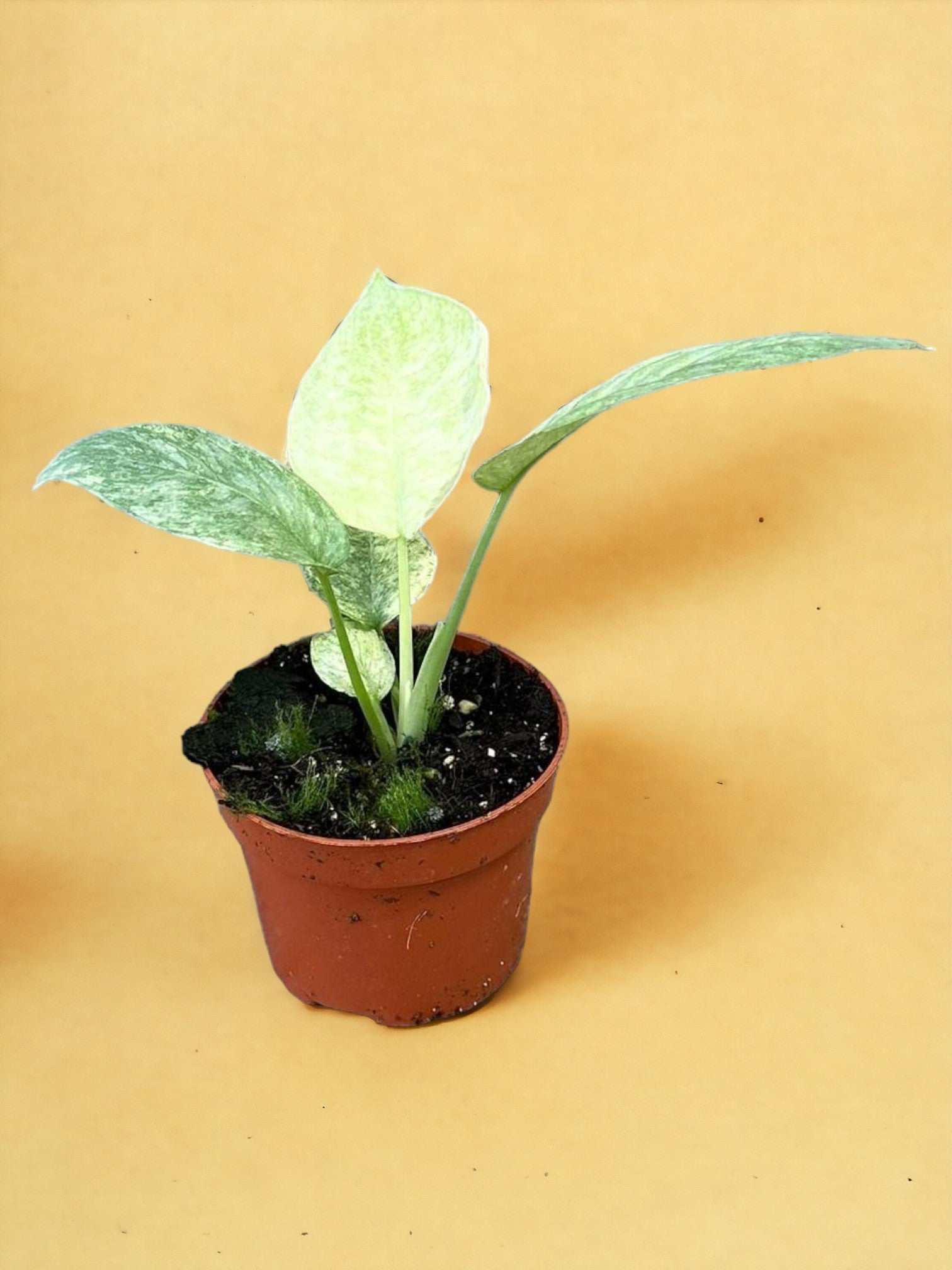 Entretien - Schismatoglottis Longispatha Variegata: Guide pratique - La Green Touch