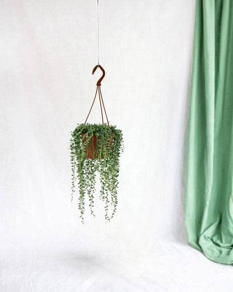 Entretien - Senecio Herreianus: Guide pratique - La Green Touch