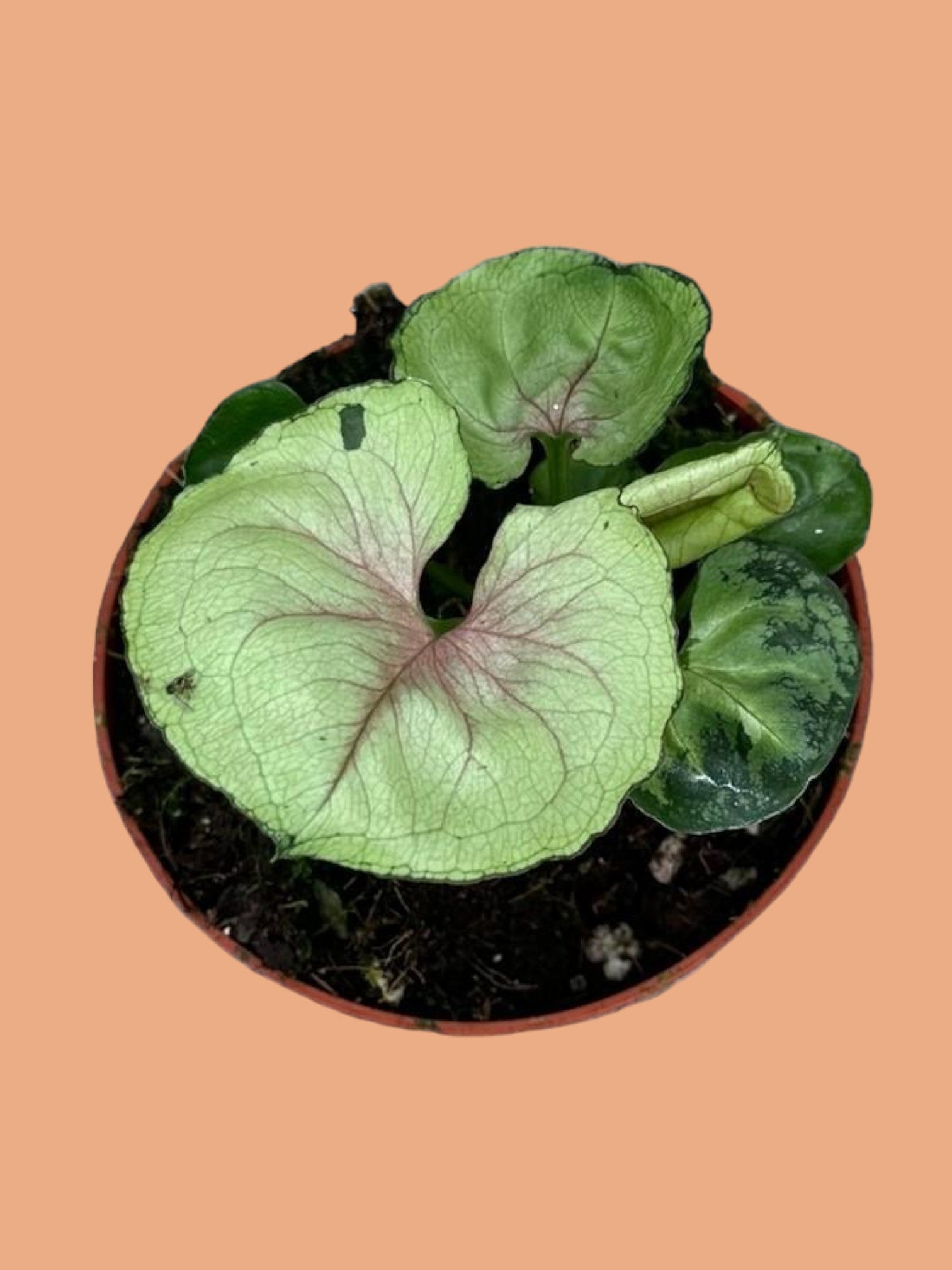 Entretien - Syngonium Bob Allusion: Guide pratique - La Green Touch