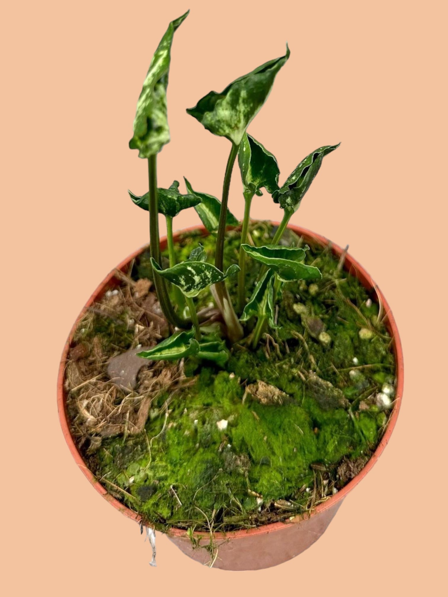 Entretien - Syngonium Godzilla: Guide pratique - La Green Touch