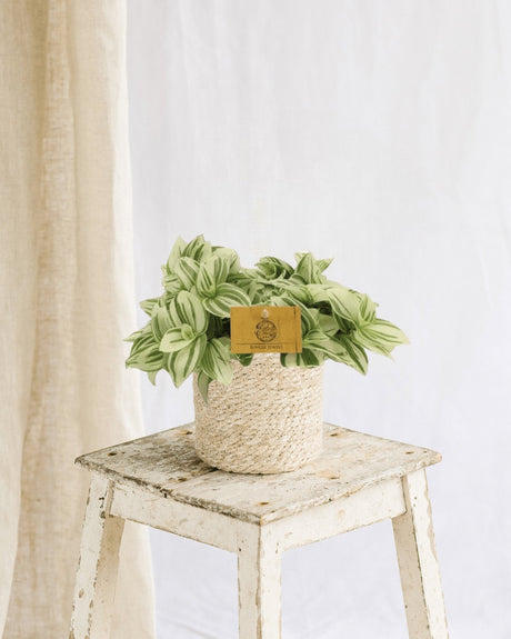 Entretien - Tradescantia Brightness: Guide pratique - La Green Touch