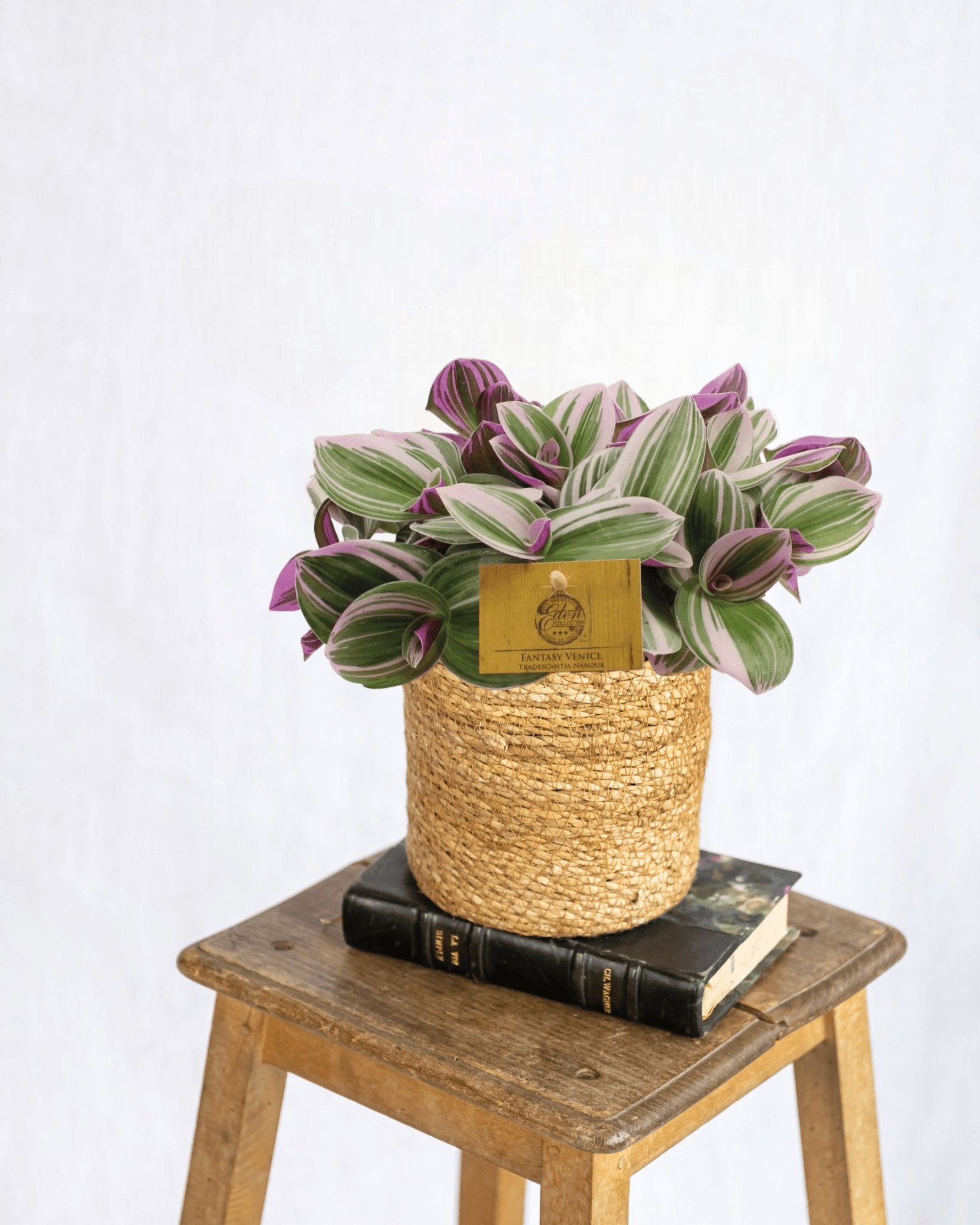 Entretien Tradescantia Nanouk - La Green Touch