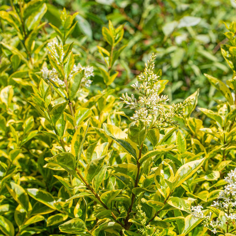 Entretien - Troène Doré (Ligustrum ovalifolium) : Guide pratique - La Green Touch