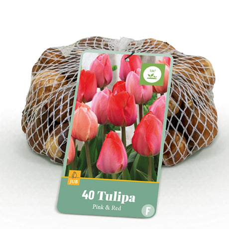 Entretien - Tulipe (Tulipa) : Guide pratique - La Green Touch