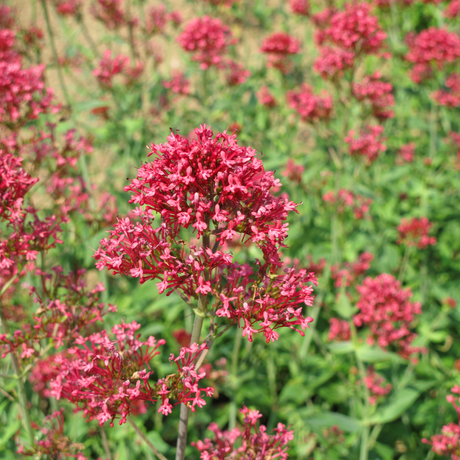 Entretien - Valériane Rouge (Centranthus ruber) : Guide pratique - La Green Touch