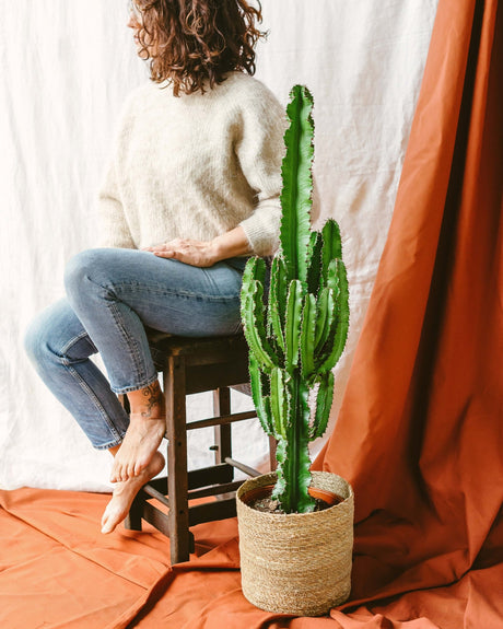 Euphorbe : Guide d’entretien complet - La Green Touch