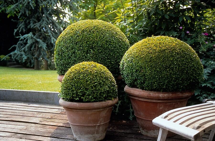 Fiche d’entretien du buis (Buxus) - La Green Touch