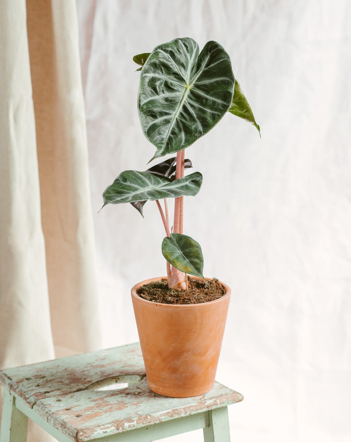 Guide d'entretien Alocasia Pink Dragon - La Green Touch