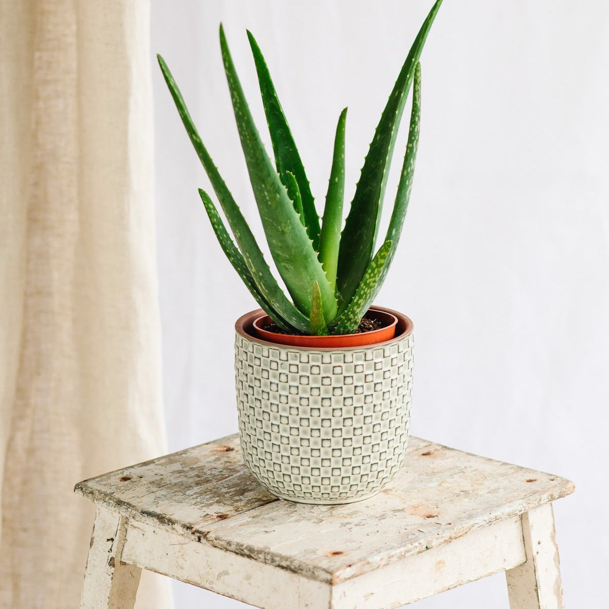 Aloe Vera: Pflege, Gieen, Umtopfen