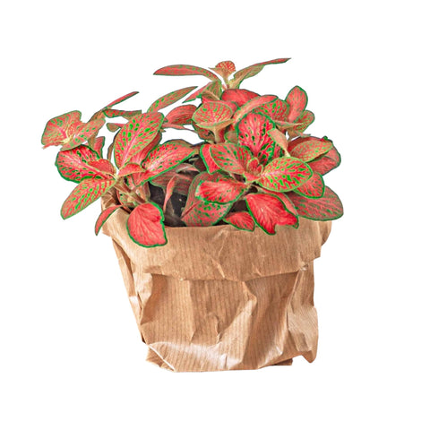 Petites plantes pour terrarium