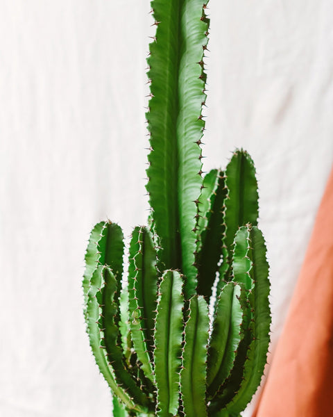 Cactus & plantes grasses