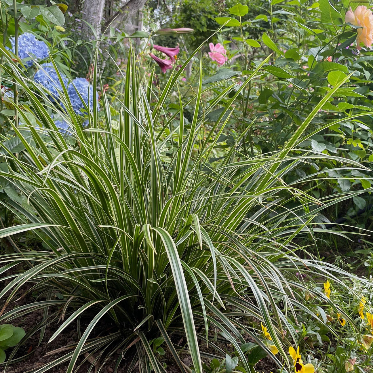 Graminées - plantes extérieurs - La Green Touch