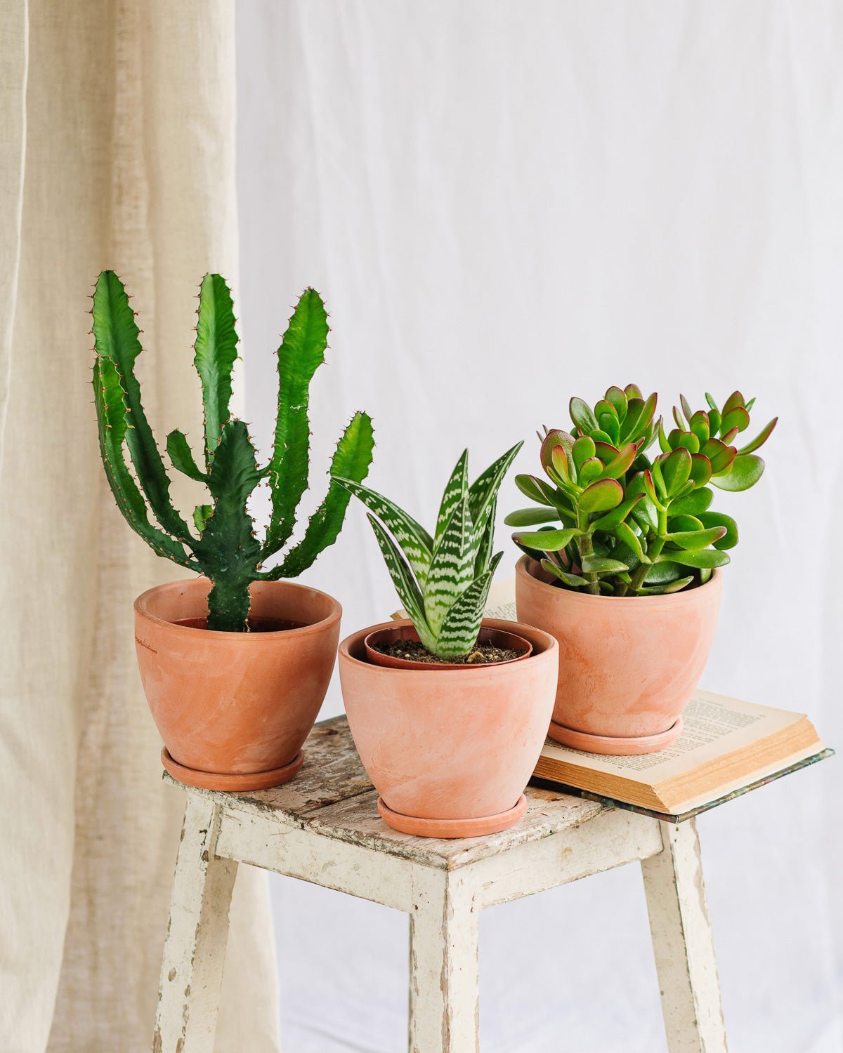 Livraison de succulente - La Green Touch