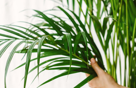 Plantes dépolluantes