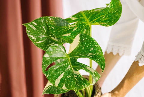 Plantes rares