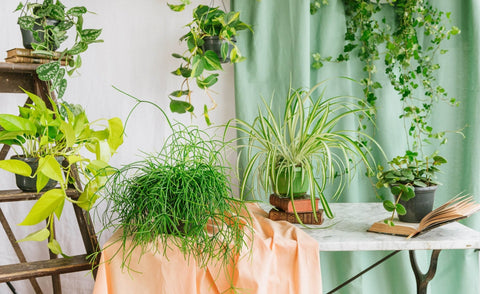 Plantes tombantes