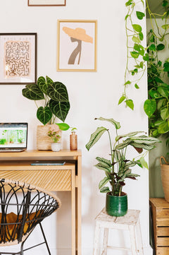 Quelle plante pour mon bureau ? - La Green Touch