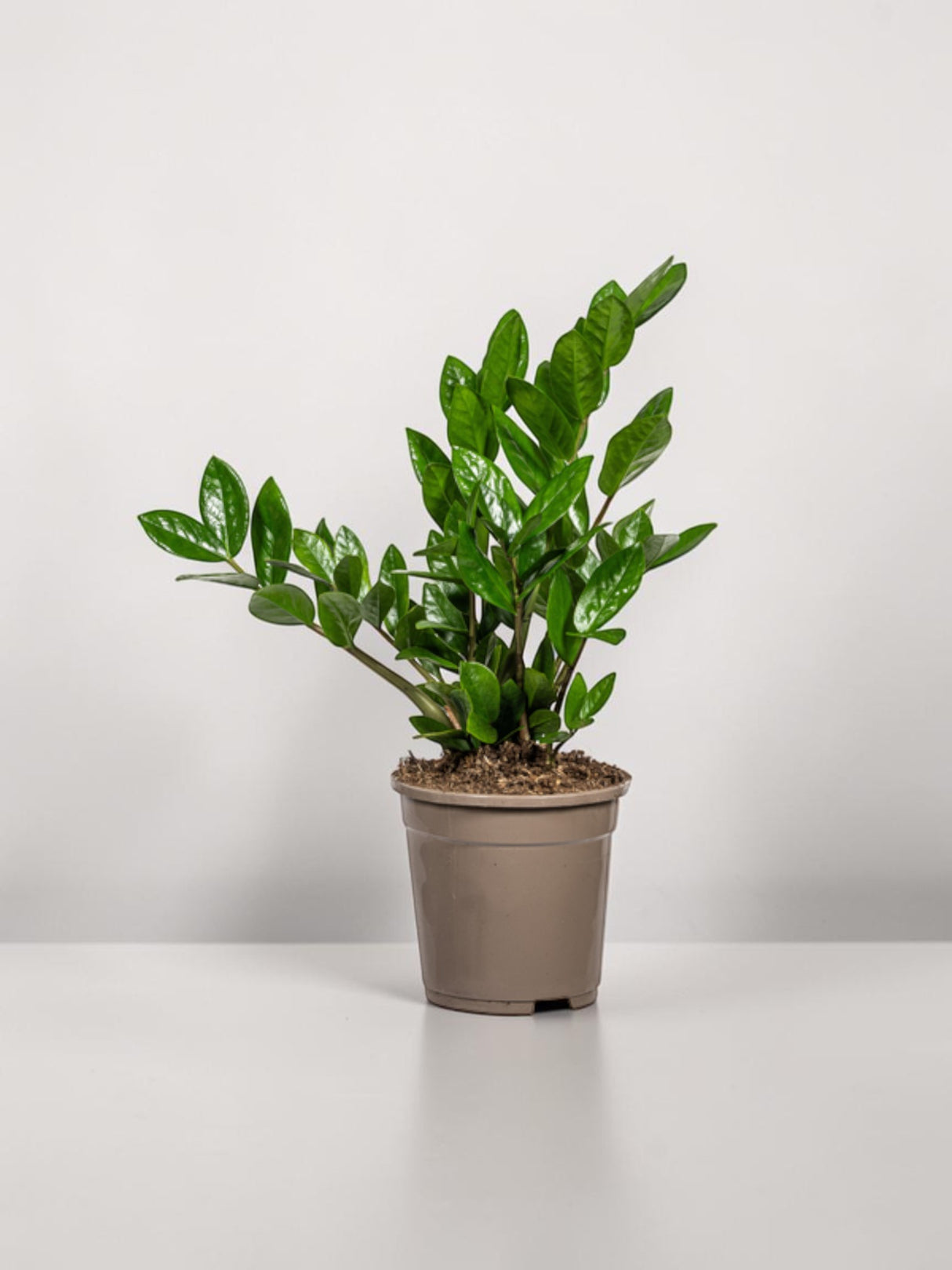 Zamioculcas Zamiifolia