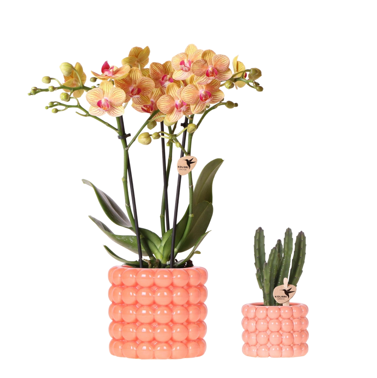Set orchidée Jamaica orange et Stapelia - cache-pots Poppy orange - H 35 cm