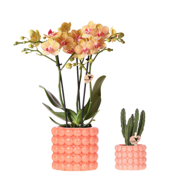Kolibri Company | Pflanzenset Poppy Orange | Orange Phalaenopsis Orchidee Jamaica und Sukkulente inkl. Keramikübertöpfe
