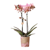 Orchidée Phalaenopsis vieux rose Mineral Treviso - H 35 cm, pot Ø9 cm