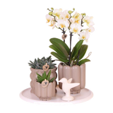 Coffret Slow Living - orchidée Lausanne blanche et 2 plantes vertes sur plateau - H 35 cm