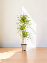 Drachenbaum Marginata Sunray Ø24cm - ↕130 - 150cm