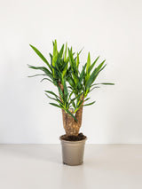 Yucca Elephantipes verzweigt Ø21cm - ↕60 - 70cm