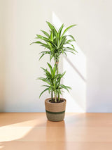 Dracaena Deremensis White Stripe mit Korb Ø21cm - ↕90 - 110cm